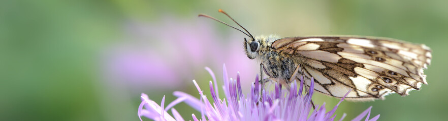 Schmetterling 1057 © K.-U. Häßler
