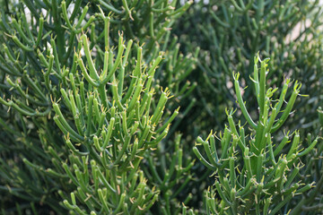 Naklejka na ściany i meble Close-up of Green Plant of Fire Stick - Euphorbia tirucalli