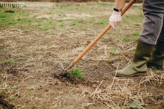 A woman removes a weed from the ground with a special tool. Cleaning the garden from weeds in the spring.