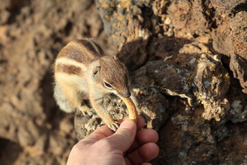 Close-up of a Chipmunk eating snack from a human hand on the top of a Vulcan crater. POV