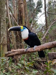 toucan in the jungle