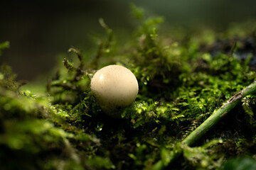 Fungi on moss
