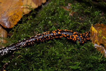 Fungi on tree bark