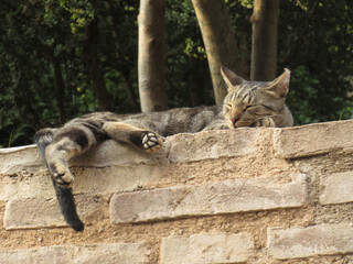 Beautiful Sleeping Cat Relaxing