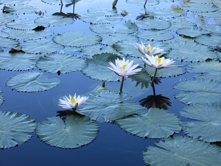 Indonesia Bali White Water Lilies Lotus Flowers
