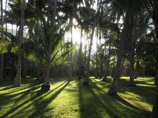 Indonesia Bali Coconut Trees Plantation Sun Rays