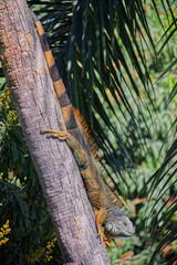 Common green Iguana sitting on the trunk of a palm tree 