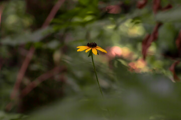 Yellow flower