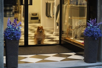 san donato in poggio