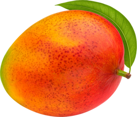 One whole mango fruit isolated on white background