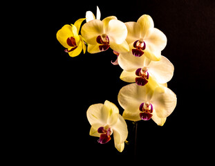 Fototapeta na wymiar Yellow Pastel Orchid on a Dark Background