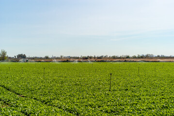 Fototapeta na wymiar Campo de cultivo de grelos, siendo regado por aspersión.