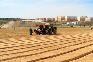 Trabajadores en tractor y a pie, plantando la planta del tomate en un campo arado.