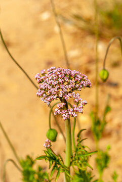 Valeriana officinalis o valeriana de las boticas.