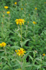 Pentanema from the aster family blooms in nature