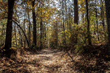 Old Trace on the Natchez Trace parkway. Trail was created and used by Native Americans for...