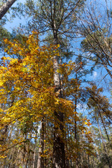 Fototapeta premium Old Trace on the Natchez Trace parkway. Trail was created and used by Native Americans for centuries, and was later used by early European and American explorers, traders, and emigrants. Fall colors. 
