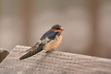 Barn Swallow on railing