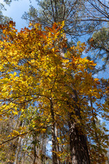 Old Trace on the Natchez Trace parkway. Trail was created and used by Native Americans for centuries, and was later used by early European and American explorers, traders, and emigrants. Fall colors. 