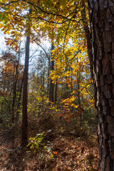 Old Trace on the Natchez Trace parkway. Trail was created and used by Native Americans for centuries, and was later used by early European and American explorers, traders, and emigrants. Fall colors. 