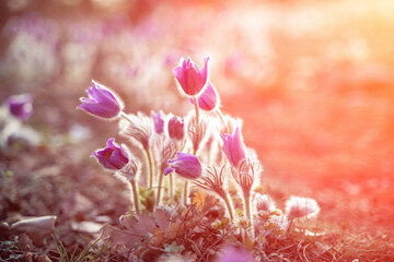 Dream-the beautiful grass Pulsatilla patens blooms in the spring in the mountains. The golden hue of the setting sun. Atmospheric spring background