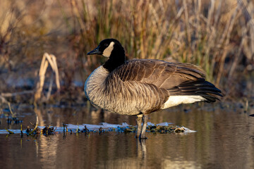 Portrait of a Canada Goose standing in the marsh