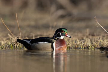 Swimming wood duck in calm waters