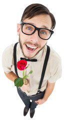 Naklejka premium Geeky lovesick hipster holding rose 