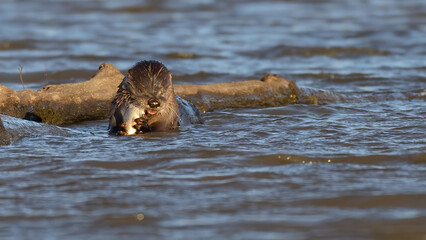 River Otter having a fish snack near a log