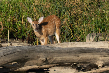 White tailed deer fawn looking over a log