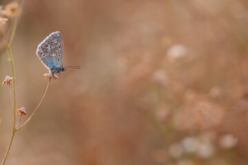 una farfalla comune blu su un fiore secco