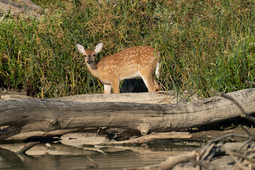 White tailed deer fawn looking over a log