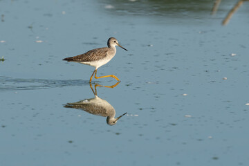 Greater Yellowlegs shore bird walking in shallow reflective water