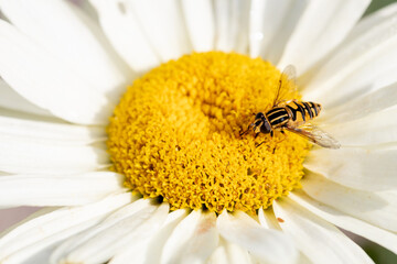 Obraz premium flower of a magarite with a hoverfly drinking nectar in the pistil of the flower