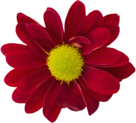 Foto op Plexiglas anti-reflex Picture of a flower © vectorfusionart
