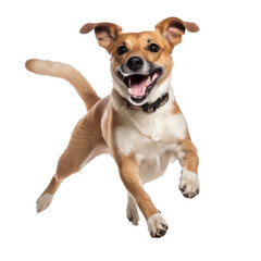 Happy dog jumping, isolated background. Generative AI - obrazy, fototapety, plakaty