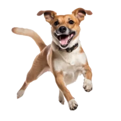 Tuinposter Happy dog jumping, isolated background. Generative AI © SimgeN