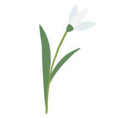 Raising snowdrop spring flower, isolated on white background, vector