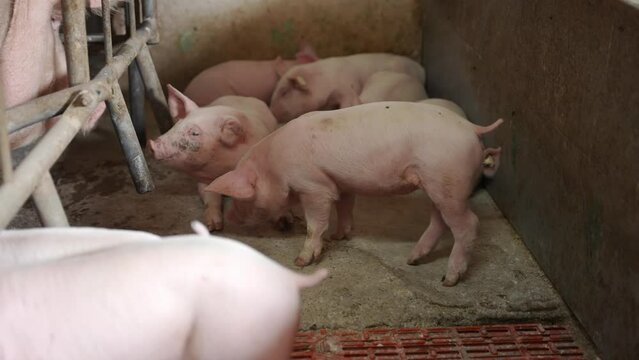 Breeding piglets on a pig farm for meat products