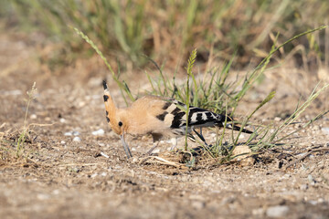 The Eurasian hoopoe (Upupa epops).