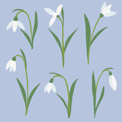 Fototapeta na wymiar Set of different snowdrops spring flowers on blue background, vector