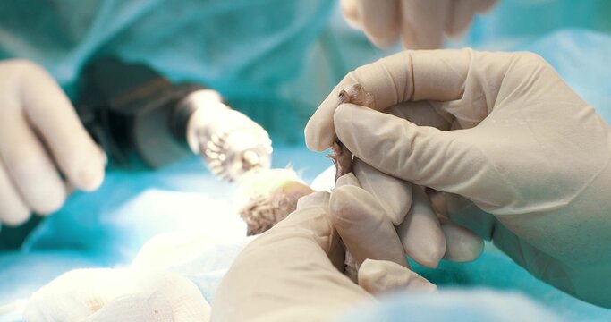 A veterinary surgeon performs osteosynthesis of a limb in a pet. In the operating room, the doctor fixes a fracture of the leg bones with a medical drill and pins in the animal. - Powered by Adobe