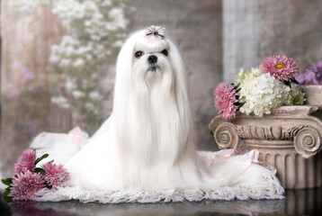 Maltese breed dog with a pink bow, beautiful white coat grooming
