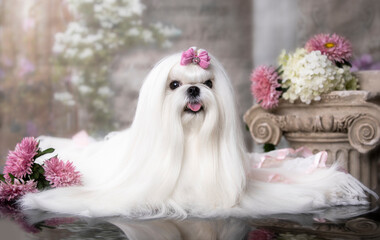 Maltese breed dog with a pink bow, beautiful white coat grooming
