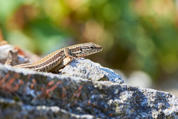 Obraz premium Common wall lizard sunbathing on a rock in the morning (Podarcis Muralis)
