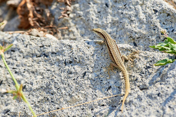 Obraz premium Common wall lizard sunbathing on a rock in the morning (Podarcis Muralis)