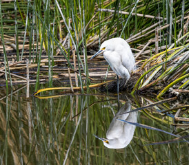 snowy egret closeup reflection in water