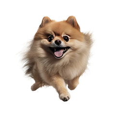 Obraz premium Happy pomeranian dog jumping, isolated background. Generative AI