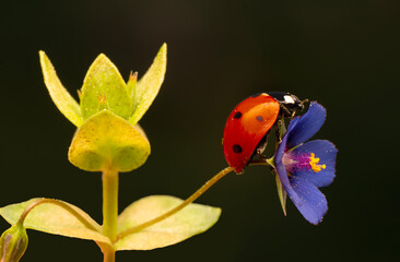 Macro shots, Beautiful nature scene.  Beautiful ladybug on leaf defocused background
