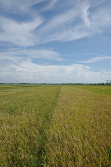 the beauty of the scenery of rice fields with yellow rice